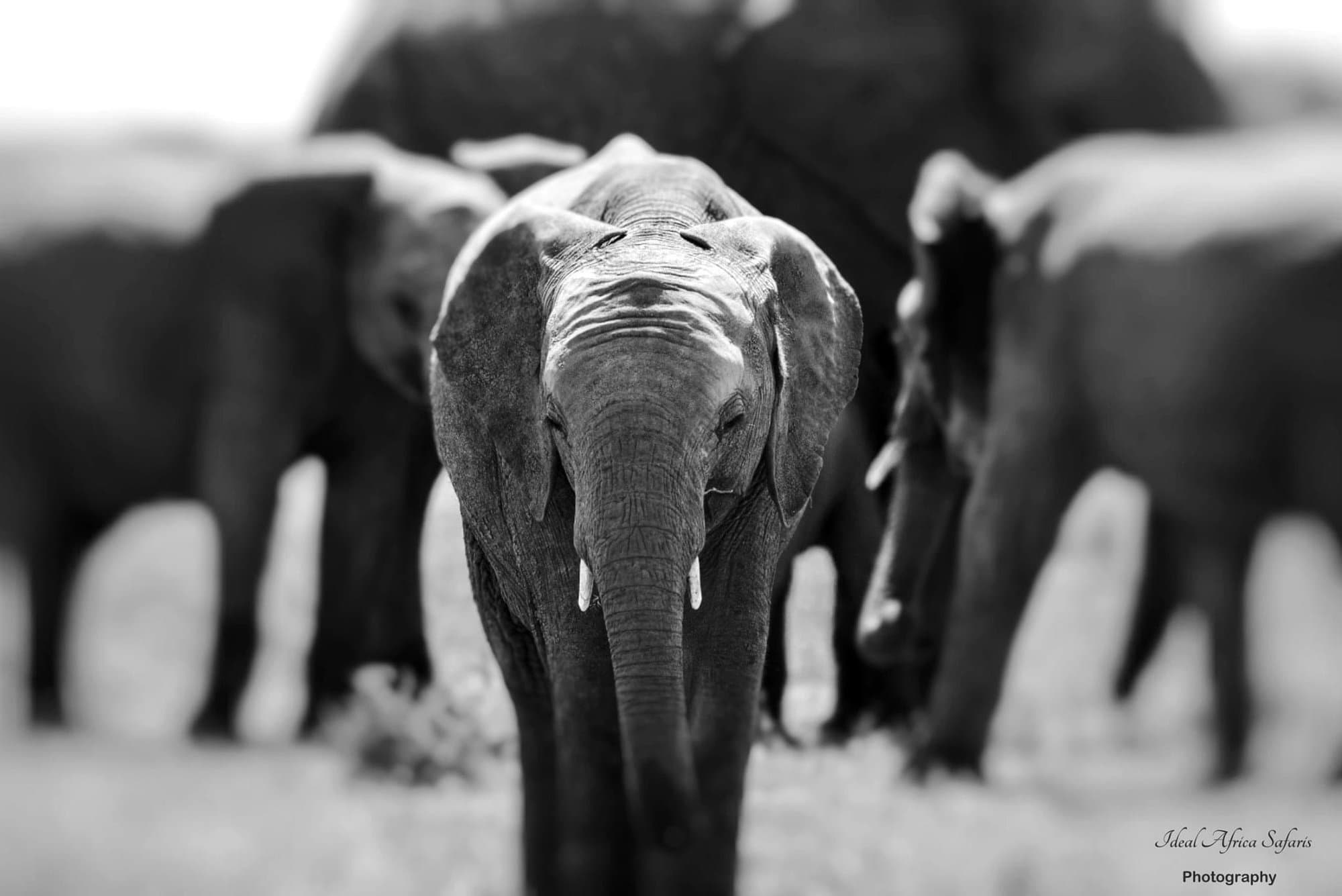 Amboseli: Kilimanjaro View